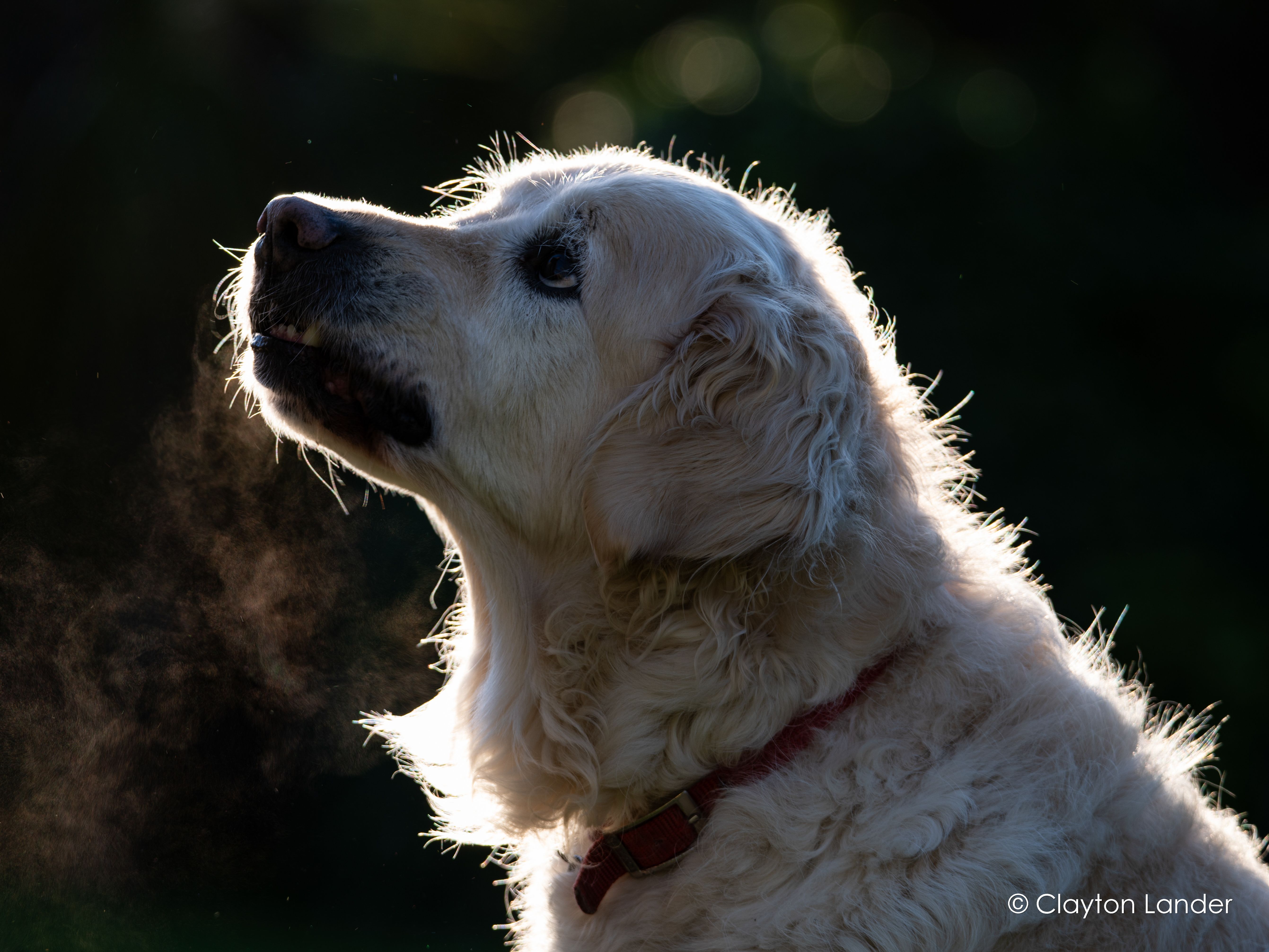 Barney's Striking Elvis Impression