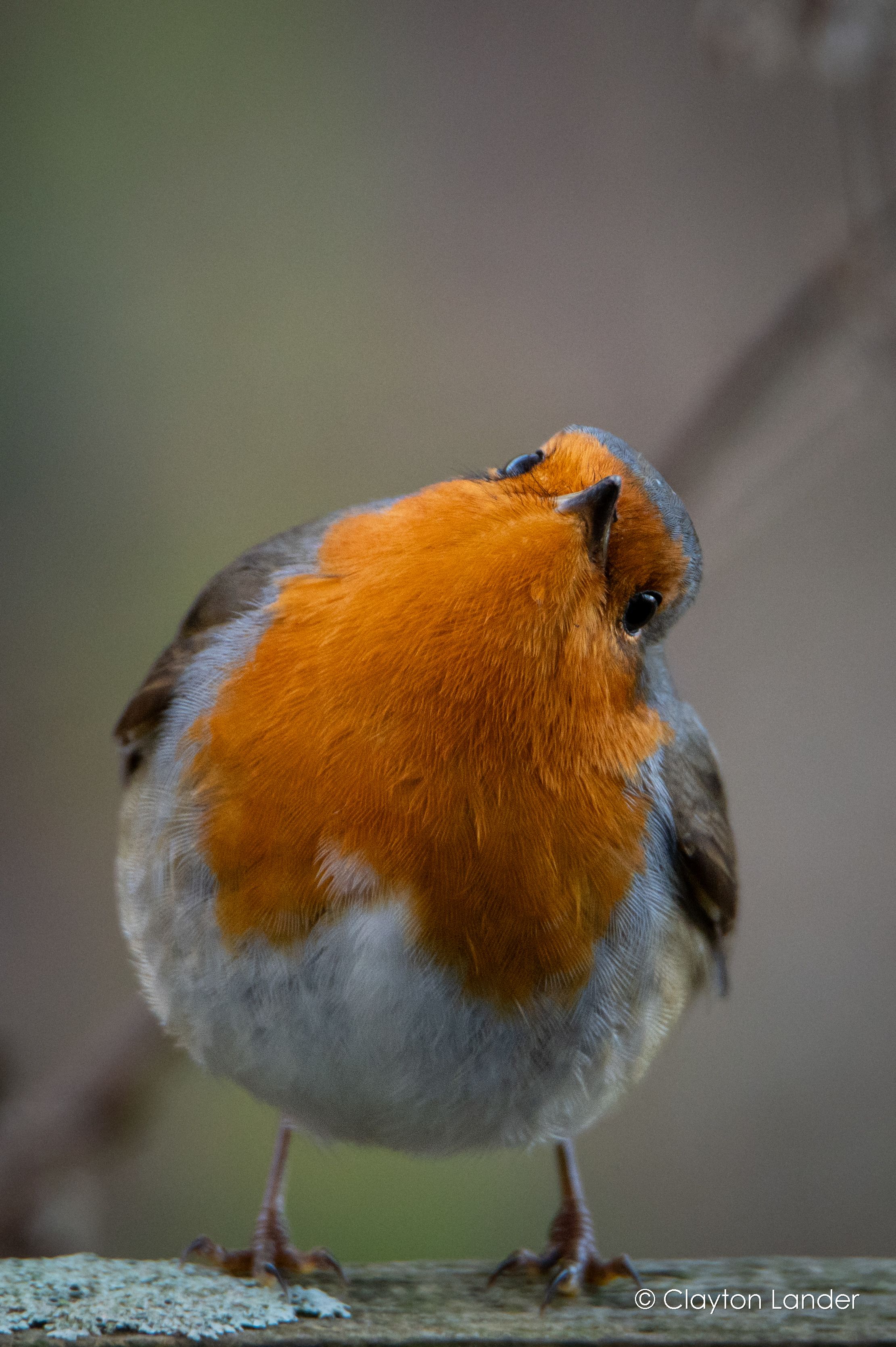 Curious Robin