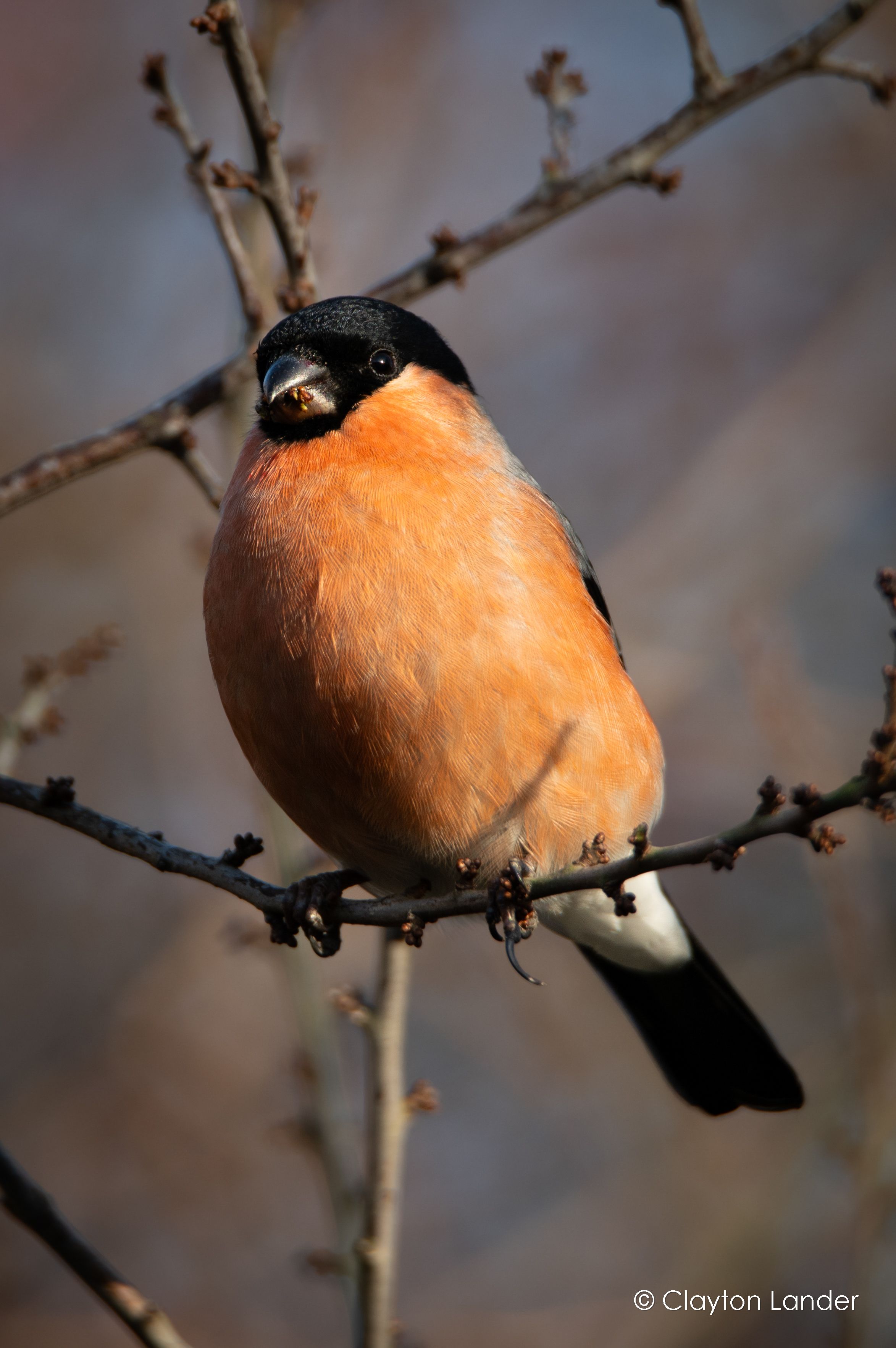 Eurasian Bullfinch