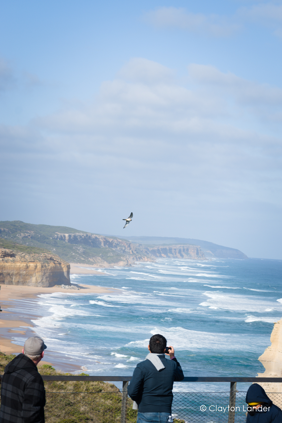 Peregrine Falcon in Flight