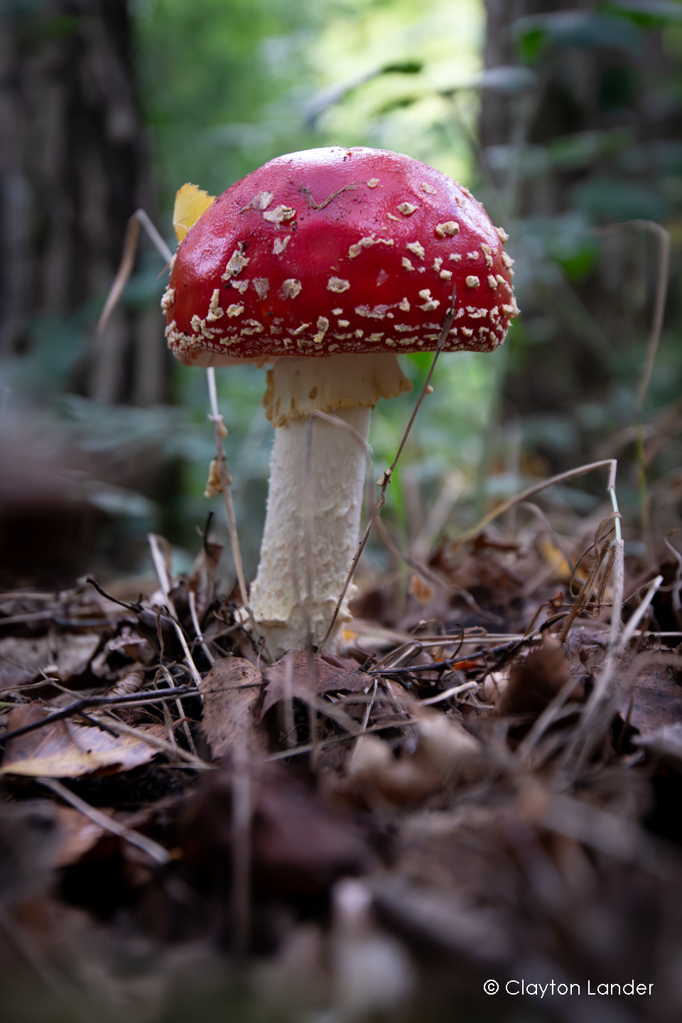 Fly Agaric in the Woods