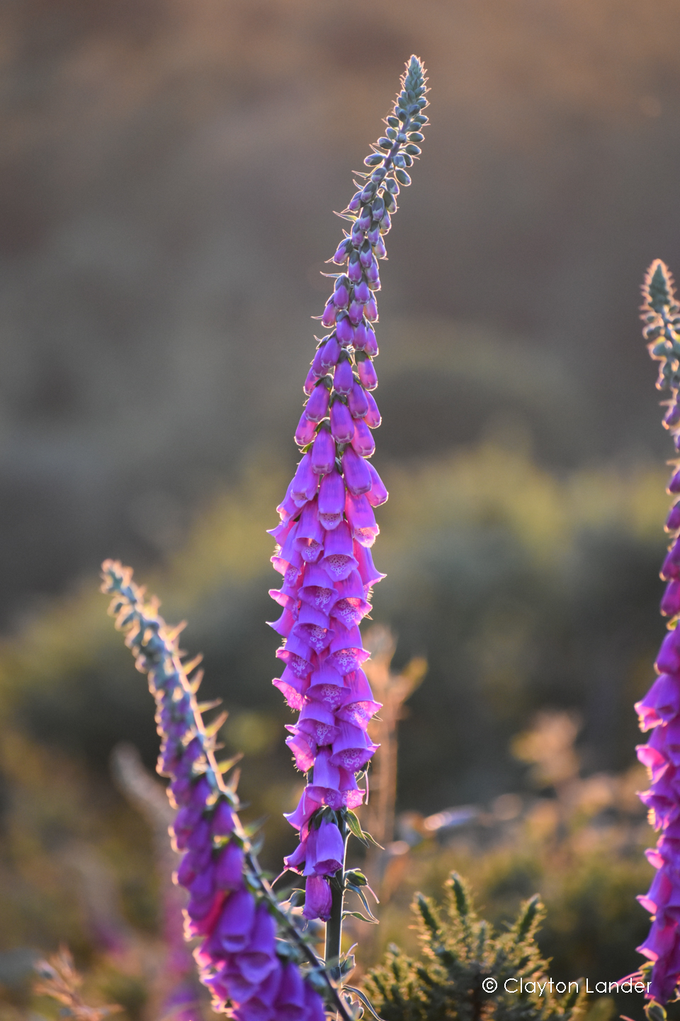 Foxgloves During Golden Hour