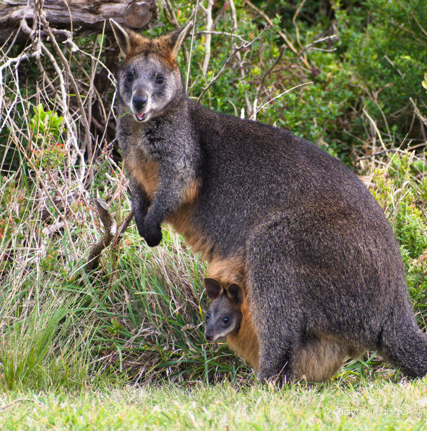 Swamp Wallaby with Joey