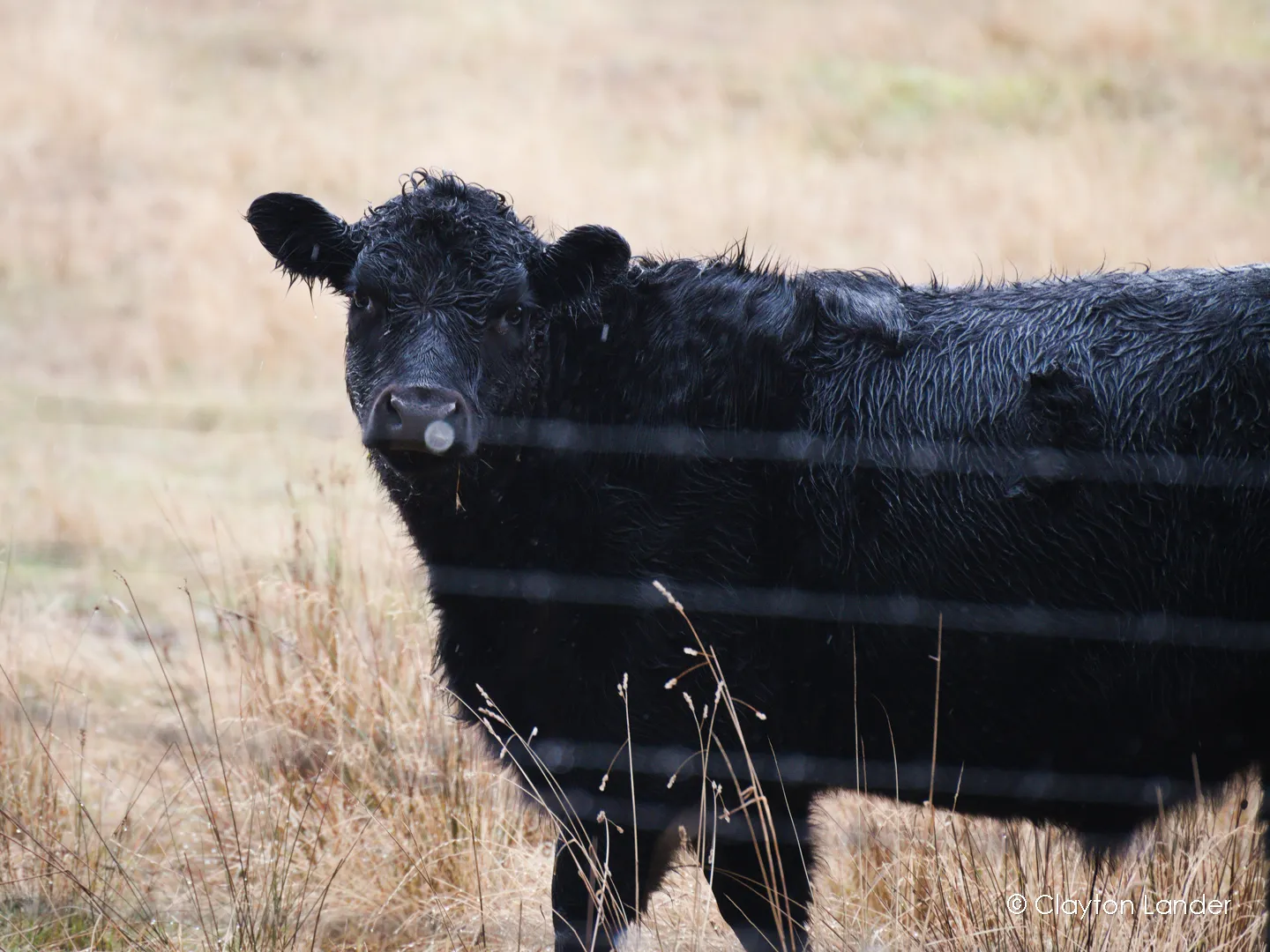 Belted Galloway in Rain