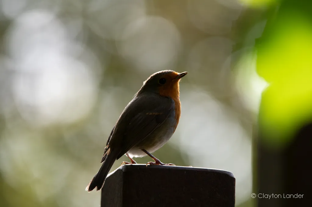 Robin in Evening Sun