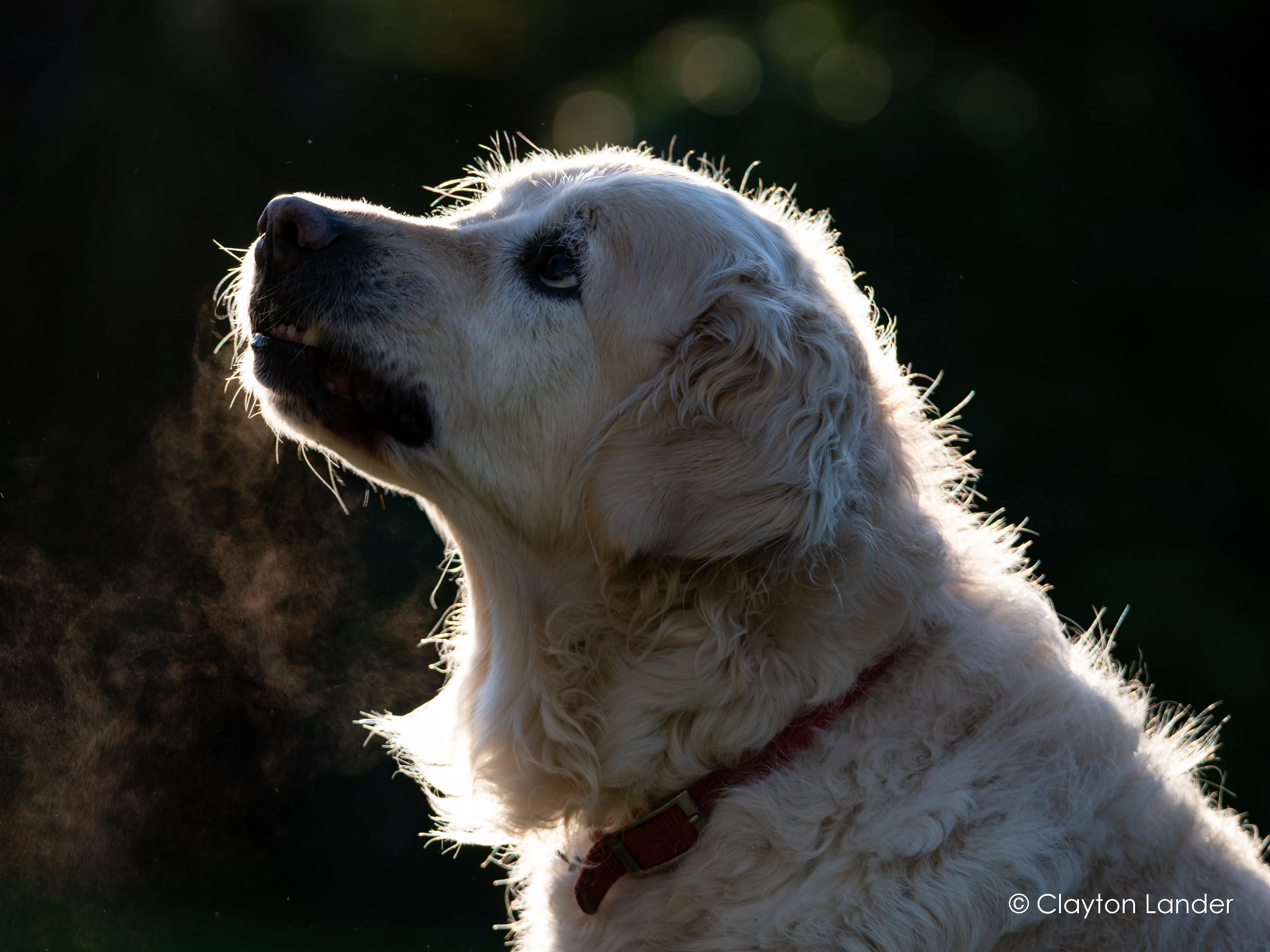 Barney's Striking Elvis Impression