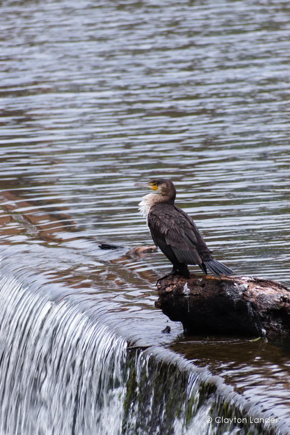 Cormorant Drying its Wings