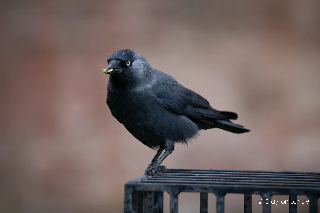 Jackdaw with a Snack