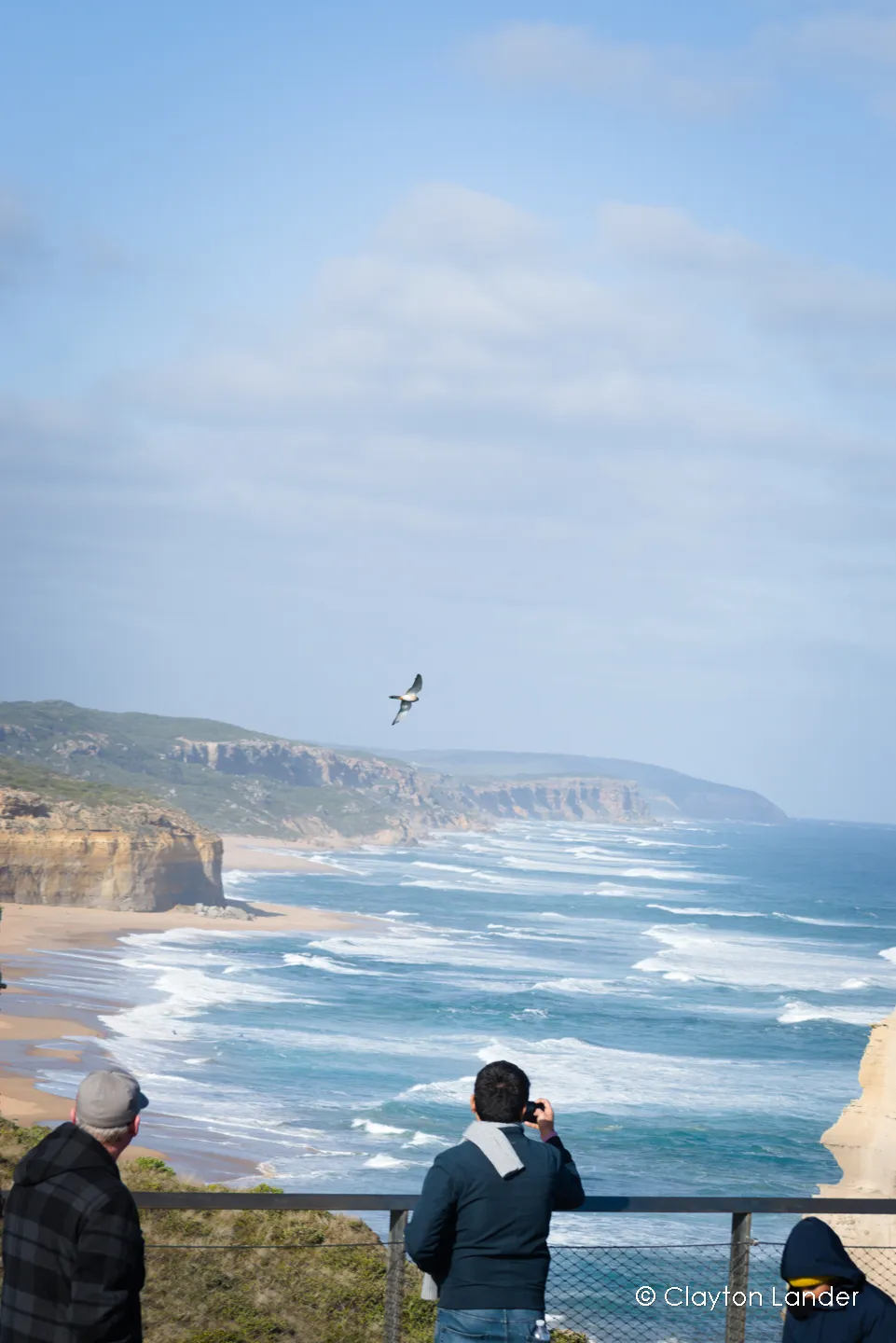 Peregrine Falcon in Flight