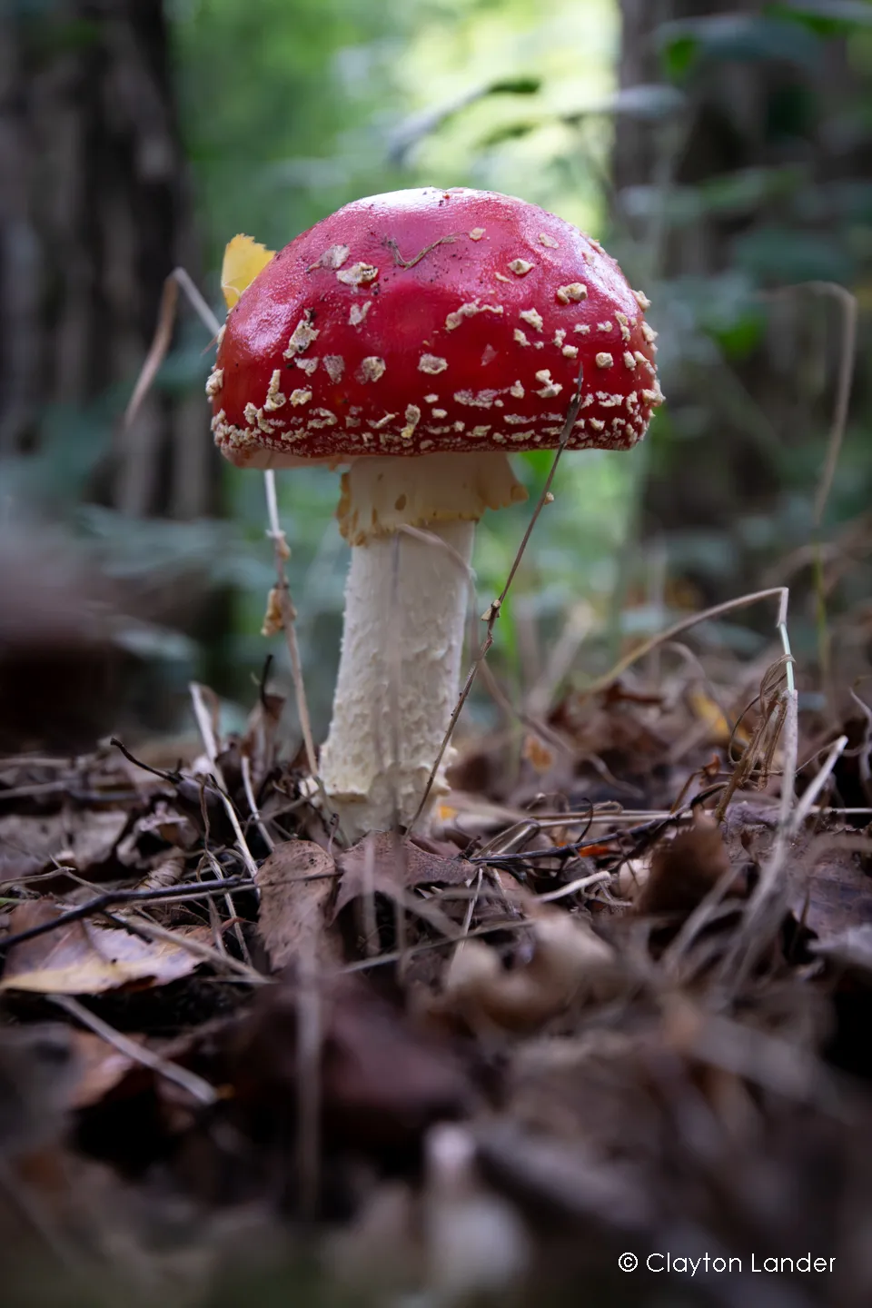 Fly Agaric in the Woods