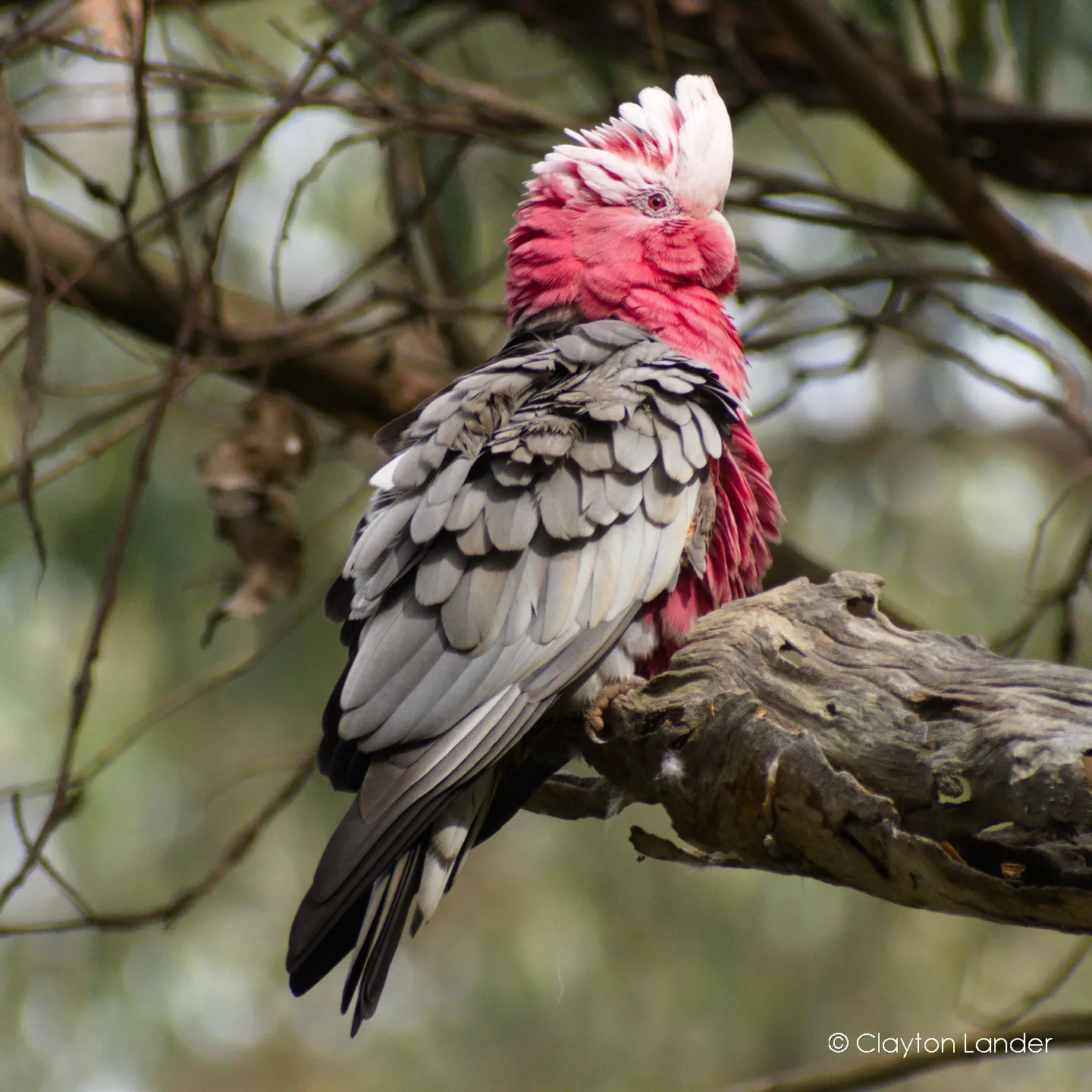 Galah on a Branch