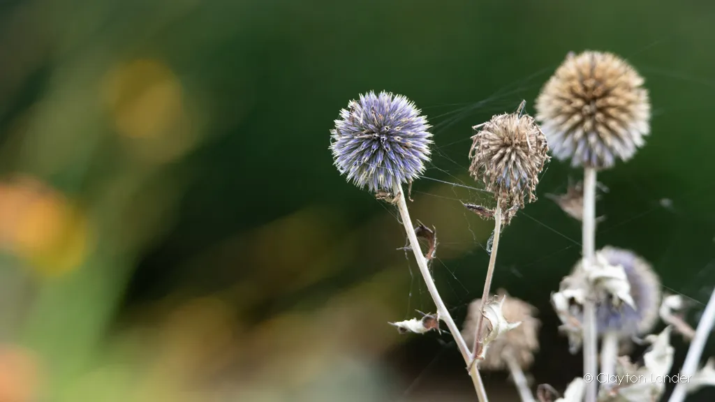 Thistles in the Wind