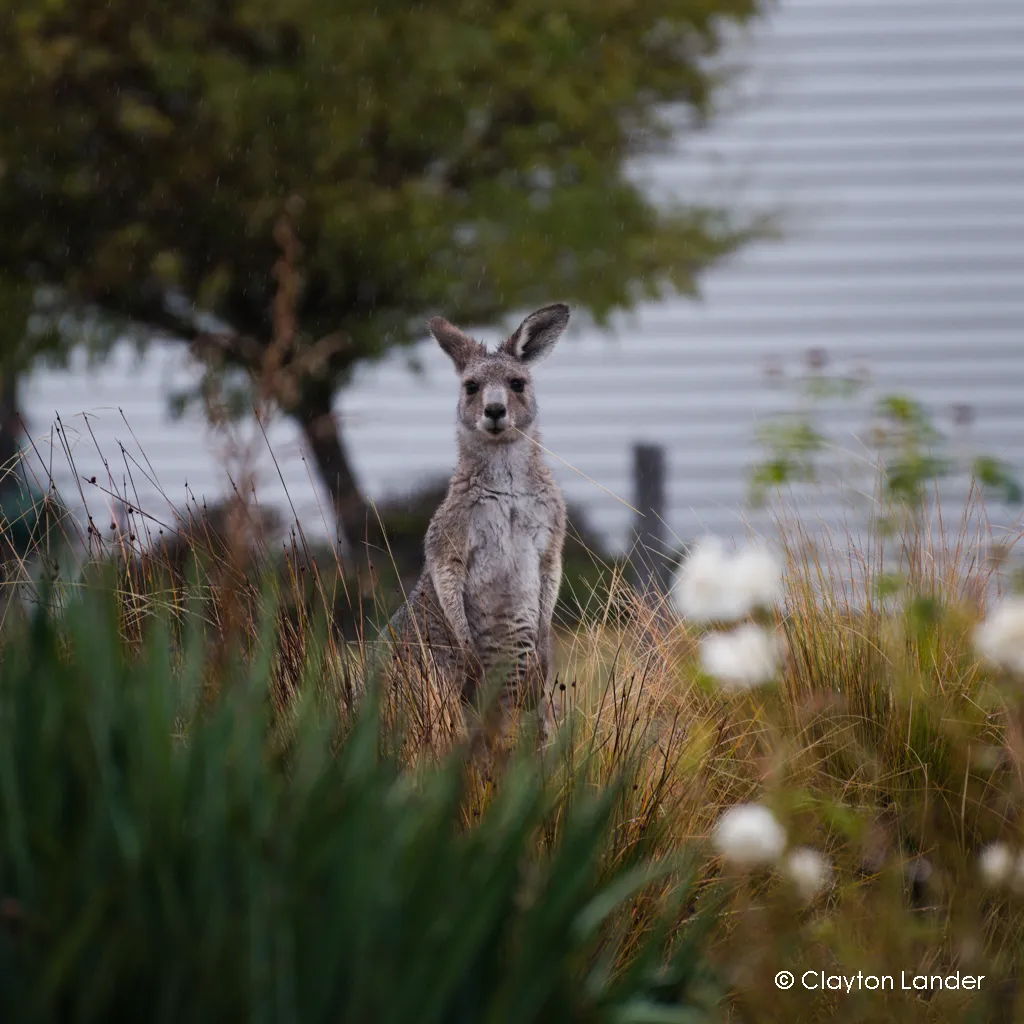 Grey Kangaroo at Breakfast