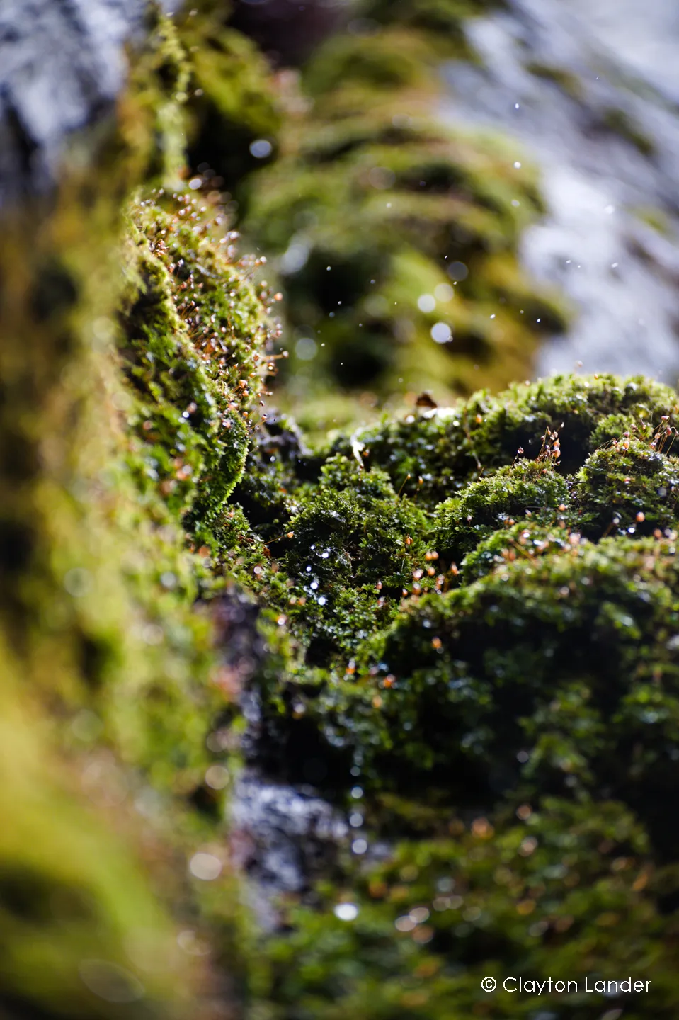 Water Through Moss